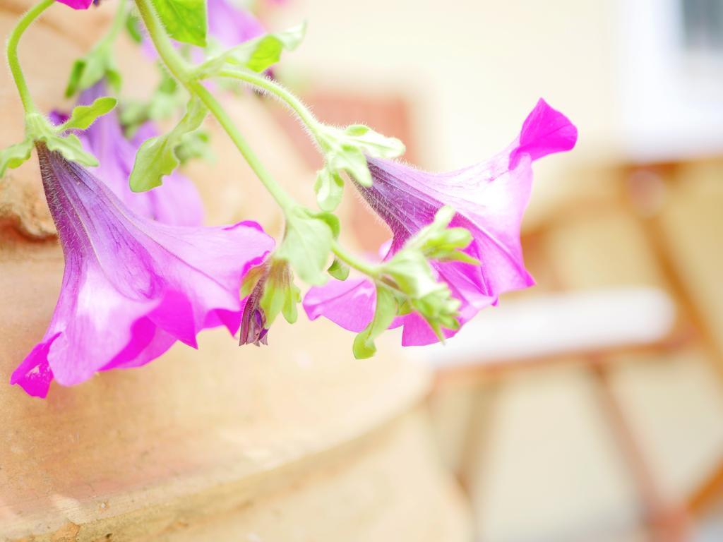 Villa Victoria Boutique Apartments Sívota エクステリア 写真